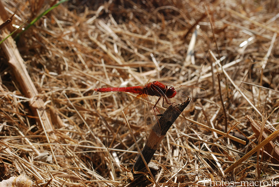 Sympetrum sanguineum